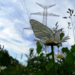 Prairies fleuries allges